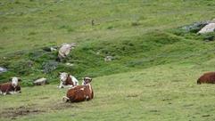 09 Marmotte et vaches